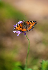 Beautiful butterfly on wild flower on the meadow in summer day.