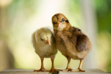 Baby chicken and chick