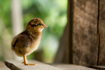 Baby brown chicken in a nest on natural background for the concept design