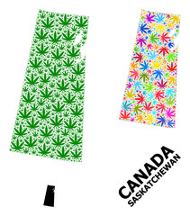 Vector Collage Map of Saskatchewan Province of Psychedelic and Green Hemp Leaves and Solid Map