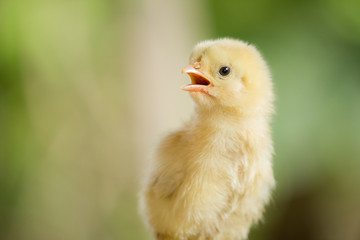 Baby yellow chicken on a green background in a farm