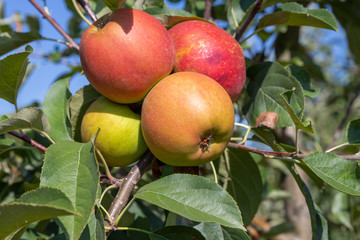Äpfel in Wiesbaden-Frauenstein.