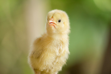 Close up a baby duck in the farm