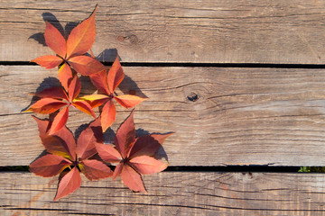 Red leaves of maiden grapes on a wooden background with space for text. Autumn poster.