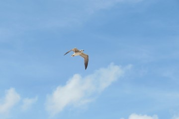 Seagull in flight on blue sky background in Florida beach