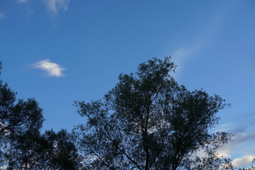 Salix Alba bei Sonnenuntergang