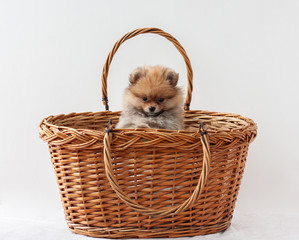Fototapeta na wymiar A sable Pomeranian puppy sits in a wicker basket on a white background