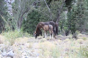 Wild mountain horse and foal