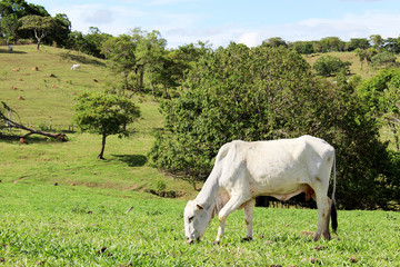 cow on a meadow