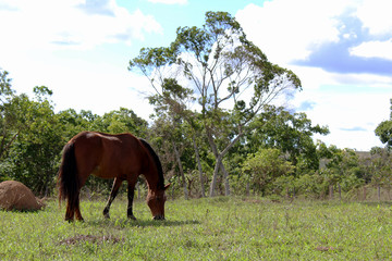 horse in the meadow