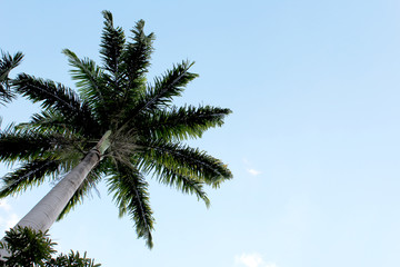 Plakat palm tree against blue sky
