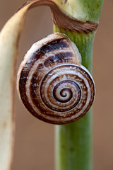 A brown snail in the nature