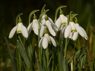Common snowdrops (Galanthus nivalis) - first spring flowers in the garden