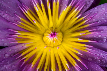 Close up of water lily purple flower and water drops from the top view