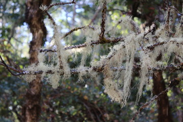 Furry trees, Moss on trees