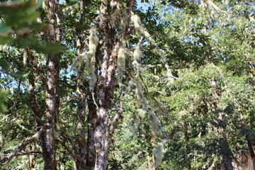 Furry trees, Moss on trees