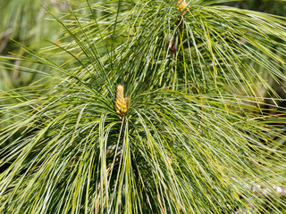 Pinus wallichiana | Tränen-Kiefer oder Himalaja-Kiefer mit lange bläulichgraue Nadeln und Zweige...