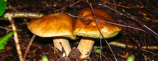 Porcini mushroom, sometimes called boletus, is one of the most delicious forest mushrooms. Mushroom...