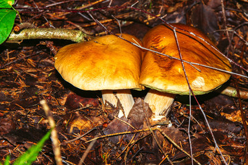 Porcini mushroom, sometimes called boletus, is one of the most delicious forest mushrooms. Mushroom picking. Autumn inspiration. Vegetarian diet food. Low depth of field. Background blurred