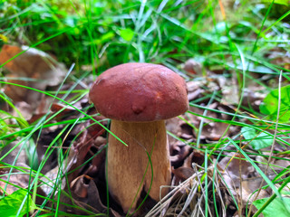one white edible mushroom in the forest