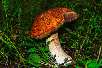 Porcini mushroom, sometimes called boletus, is one of the most delicious forest mushrooms. Mushroom picking. Autumn inspiration. Vegetarian diet food. Low depth of field. Background blurred