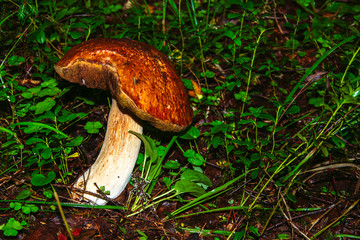Porcini mushroom, sometimes called boletus, is one of the most delicious forest mushrooms. Mushroom picking. Autumn inspiration. Vegetarian diet food. Low depth of field. Background blurred