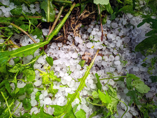 cold grains of hail in the grass