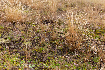 Natural background from meadow plants and dry grass.  Screensaver for screens. Meadows and fields of Belarus. Hot August in Belarus.