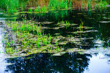 The forest river is blocked by an artificial dam. A small lake was formed from the flood. The ecological balance is disturbed by man. Northern forests, taiga