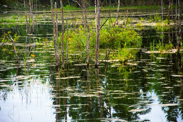 The forest river is blocked by an artificial dam. A small lake was formed from the flood. The ecological balance is disturbed by man. Northern forests, taiga