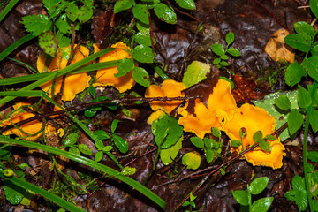 Close-up of a beautiful orange mushroom toadstool on an old tree stump in the northern forest. An edible mushroom in its natural habitat. Background blurred