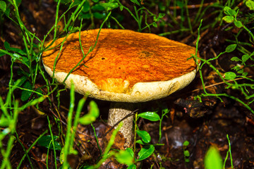 Porcini mushroom, sometimes called boletus, is one of the most delicious forest mushrooms. Mushroom...