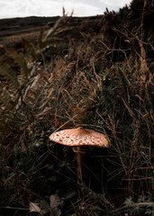 Beautiful Mushroom, Mushroom Picking, Mushroom Gathering, Irish 
Hiding Mushroom, Hiking, Nature, Autumn