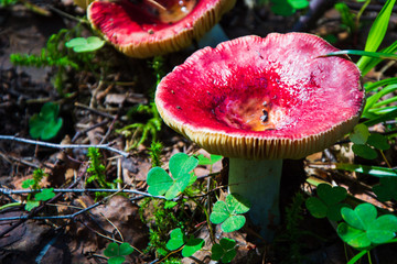 Russula foetens, found in deciduous and coniferous forests. Northern forests, taiga