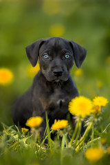 black catahoula puppy sitting on grass in summer
