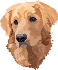 Portrait of dog.Golden Labrador Retriever Head Vector Illustration.