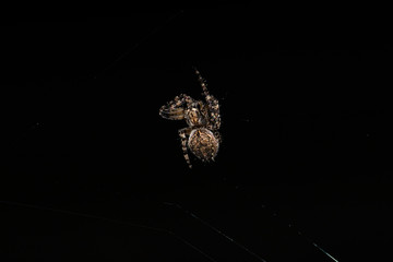 spider on black background
