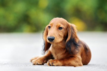 adorable red long haired dachshund puppy posing outdoors