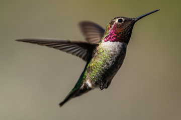 Fototapeta na wymiar Hummingbird flying, flapping its wings in flight