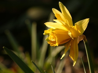 Jonquil or rush daffodil (Narcissus jonquilla) - yellow spring flower used as a fundraising symbol 
