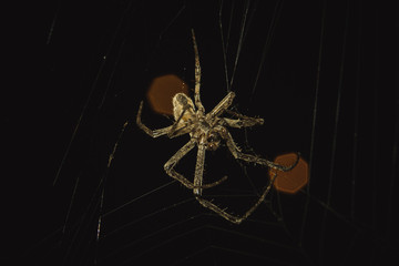 spider on black background