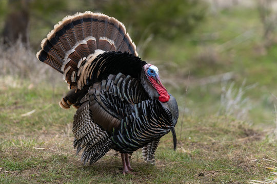 Wild tom turkeys strutting a mating dance with their tail feathers fanned out.