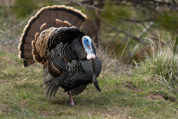 Wild tom turkeys strutting a mating dance with their tail feathers fanned out.