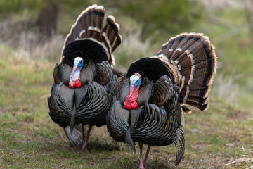Wild tom turkeys strutting a mating dance with their tail feathers fanned out.