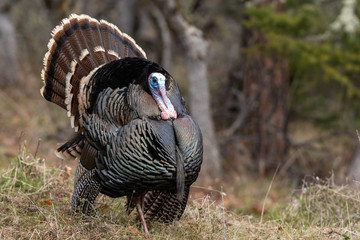 Wild tom turkeys strutting a mating dance with their tail feathers fanned out.