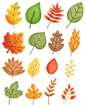 Set of autumn leaves of oak, maple, rowan, birch isolated on white background.