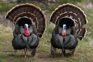 Wild tom turkeys strutting a mating dance with their tail feathers fanned out.
