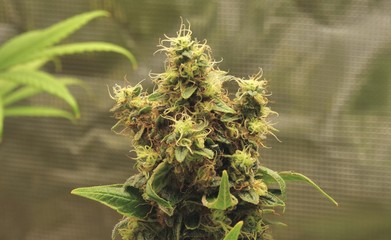 Backyard Blueberry