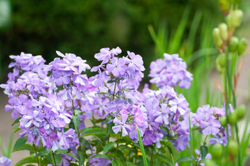 Obraz premium Beautiful delicate violet-blue phlox flowers with green leaves in the garden.