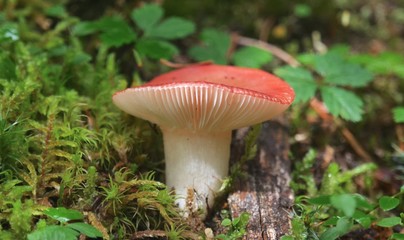 Russula Emetica